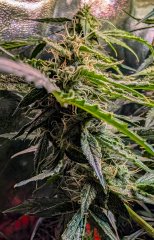 2025.11.15 at 20：08：49 - Ziele - 28.jpg