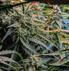 2025.11.15 at 20：09：24 - Ziele - 31.jpg