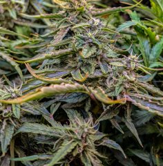 2025.11.15 at 20：09：34 - Ziele - 32.jpg