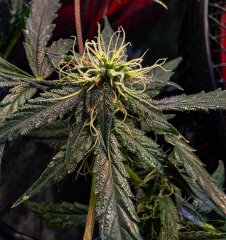 2025.11.15 at 20：10：36 - Ziele - 34.jpg