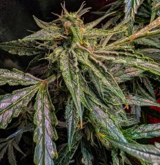 2025.11.15 at 20：12：39 - Ziele - 37.jpg