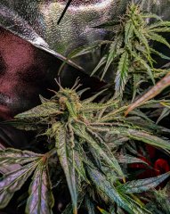 2025.11.15 at 20：13：00 - Ziele - 40.jpg