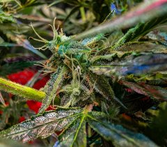 2025.11.15 at 20：13：19 - Ziele - 42.jpg