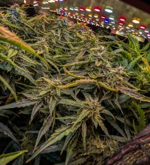 2025.11.15 at 20：14：22 - Ziele - 45.jpg