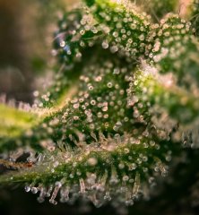 2025.11.15 at 20：22：20 - Ziele - 52