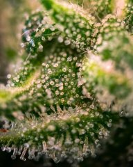 2025.11.15 at 20：22：23 - Ziele - 53