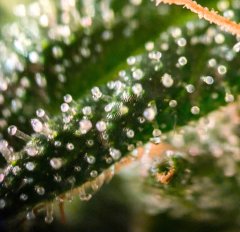 2025.11.15 at 20：23：04 - Ziele - 56