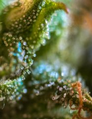 2025.11.15 at 20：23：54 - Ziele - 60