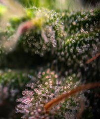 2025.11.15 at 20：24：27 - Ziele - 61