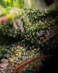 2025.11.15 at 20：24：31 - Ziele - 62