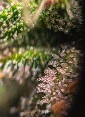 2025.11.15 at 20：24：37 - Ziele - 63