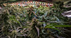 2025.11.15 at 20：25：25 - Ziele - 65.jpg