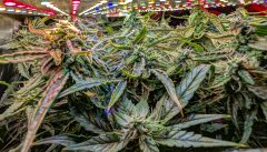 2025.11.15 at 20：25：37 - Ziele - 67.jpg