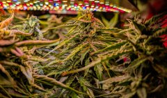 2025.11.15 at 20：25：56 - Ziele - 70.jpg