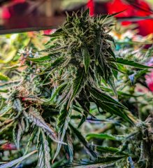 2025.11.15 at 20：26：04 - Ziele - 71.jpg