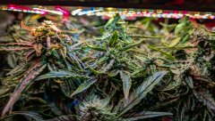 2025.11.15 at 20：26：20 - Ziele - 72.jpg