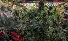 2025.11.15 at 20：26：27 - Ziele - 73.jpg