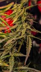 2025.11.15 at 21：19：10 - Ziele - 75.jpg