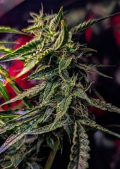 2025.11.15 at 21：19：17 - Ziele - 76.jpg