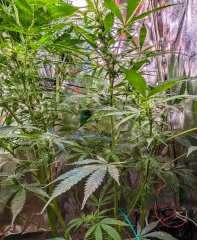 2025.11.15 at 21：31：11 - Ziele - 80.jpg