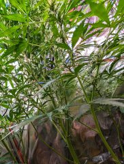 2025.11.15 at 21：31：20 - Ziele - 81.jpg