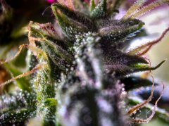 2025.11.16 at 03：44：24 - Ziele - 82