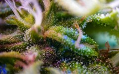 2025.11.16 at 03：44：24 - Ziele - 84