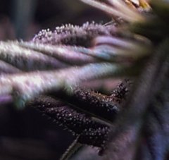 DSC_0202 — crop.jpg