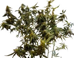 rzut na zewnątrz.jpg