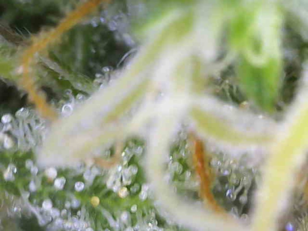 Photo_2025-12-17 08_03_58_715.JPG