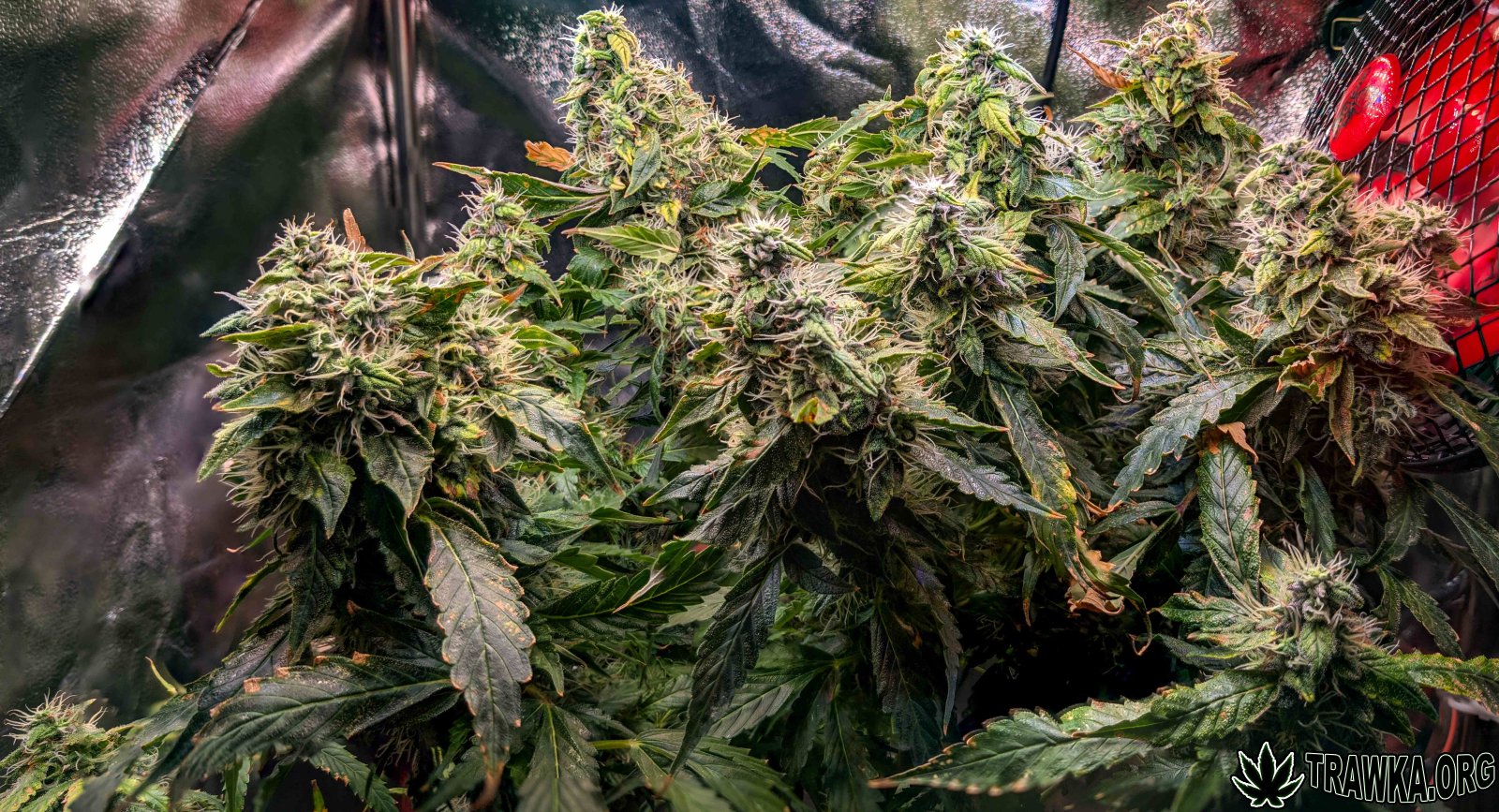 large.1.jpg.2f3cd938454769351d6d9ba8c8a0