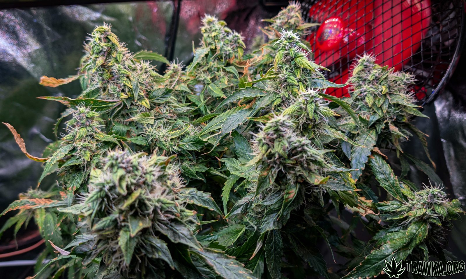 large.2.jpg.a37ba377ab423830b80fd2d17602