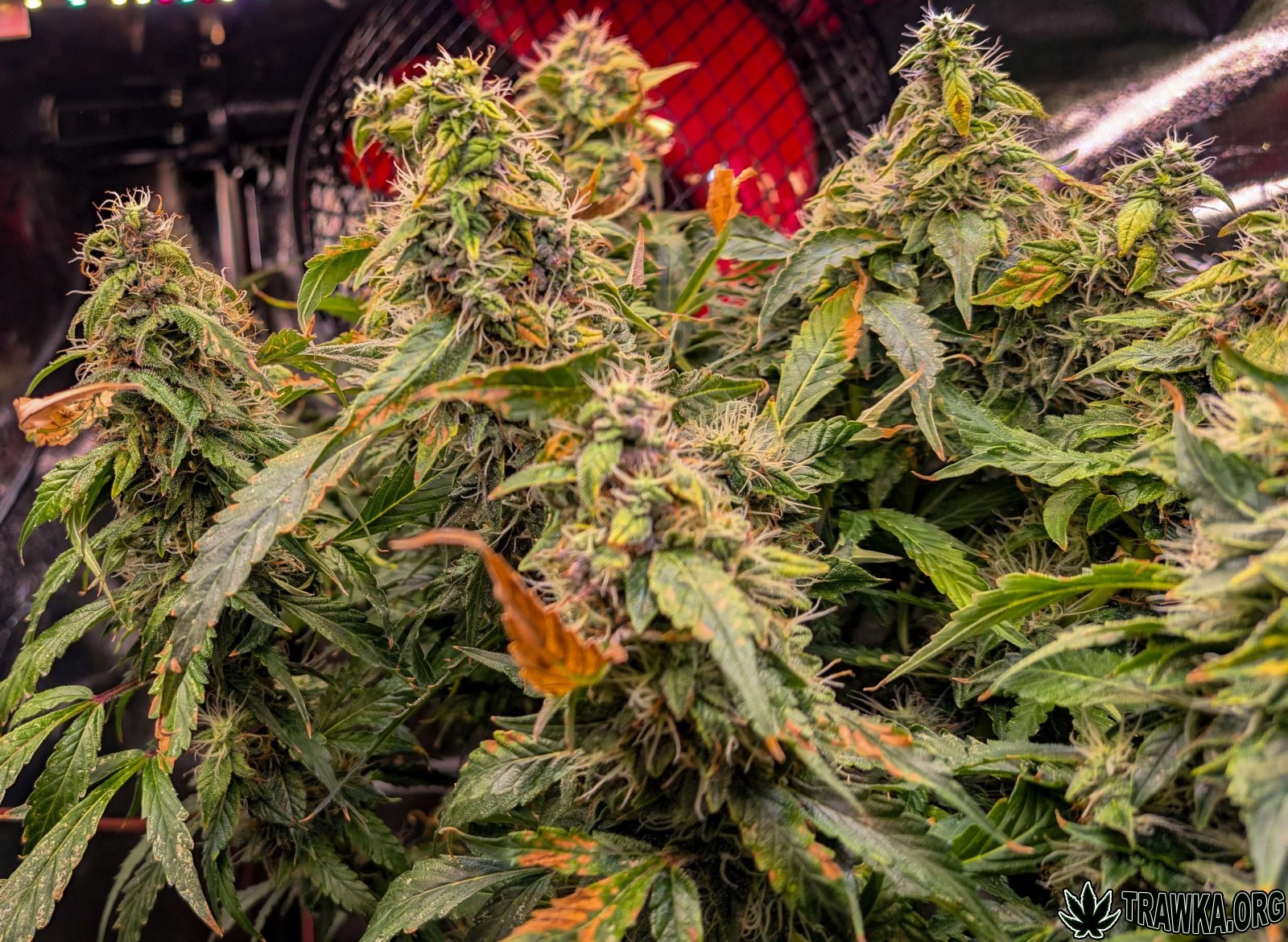 large.3.jpg.fc06bb342645df20d86a98228484