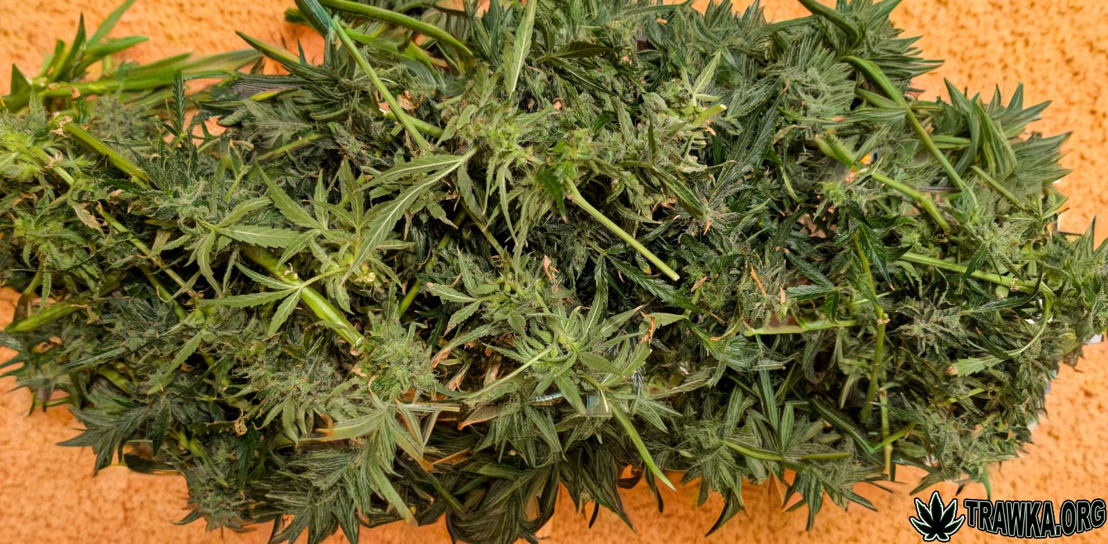 large.PXL_20251202_191910615.RAW-01.jpg.