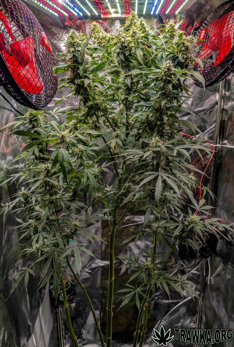 large.PXL_20251203_112043729.RAW-01.jpg.