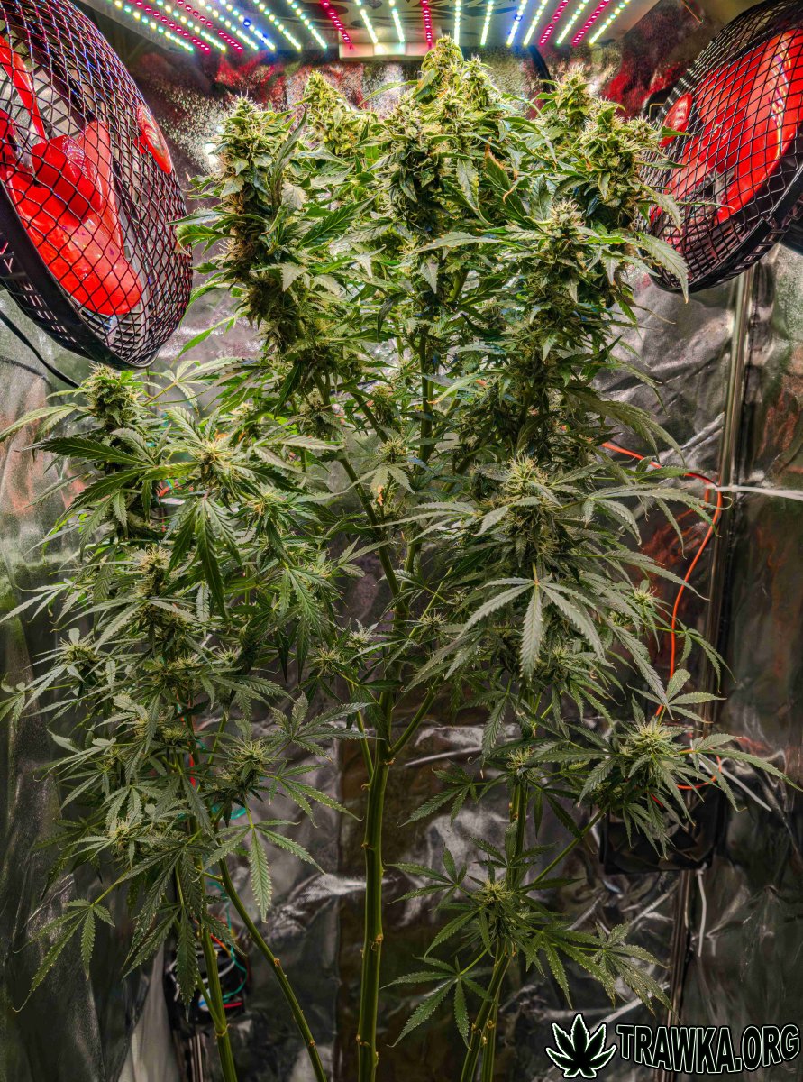 large.PXL_20251203_112043729.RAW-02.ORIG