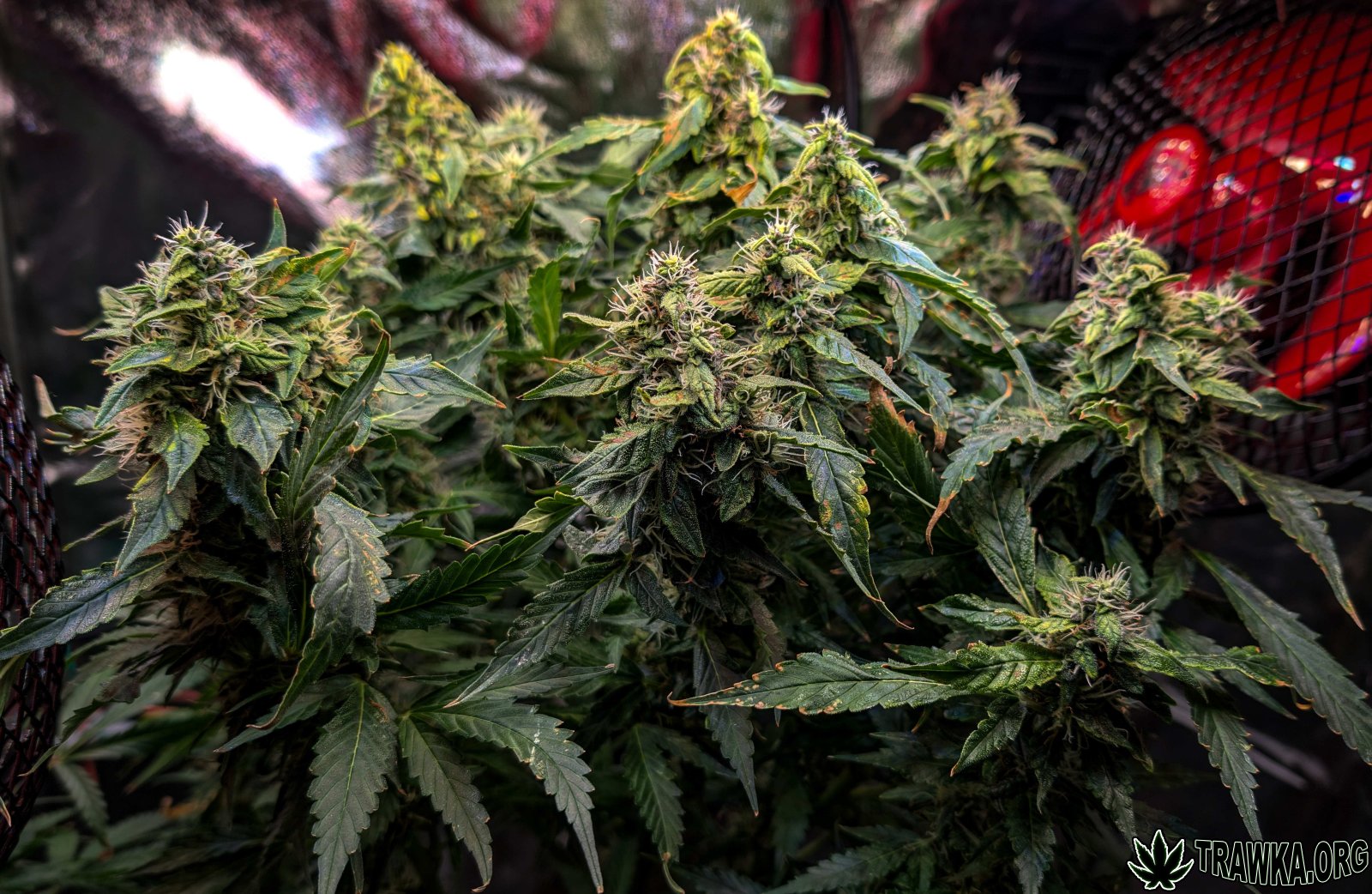 large.PXL_20251203_112052351.RAW-01.jpg.