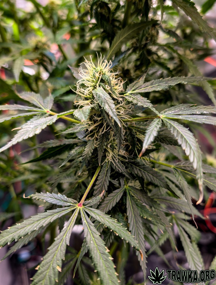 large.PXL_20251203_112103287.RAW-01.jpg.