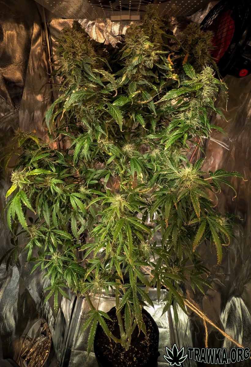 large.after_flush_1.jpg.ec51d93492cbaa37