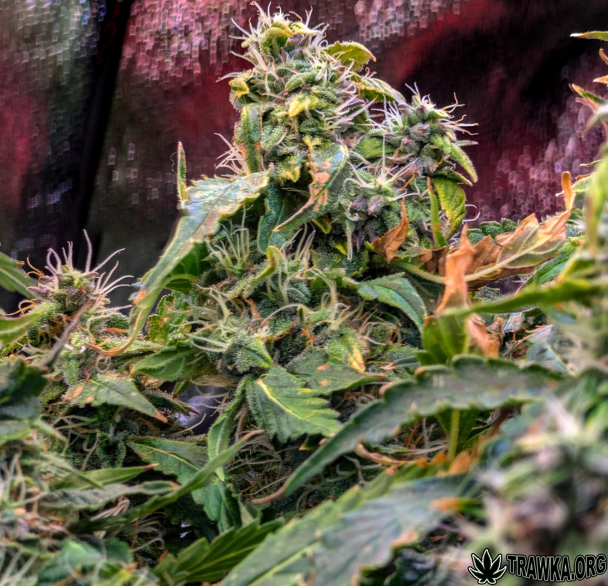 large.after_flush_day_2.jpg.ec88c9eb32f4