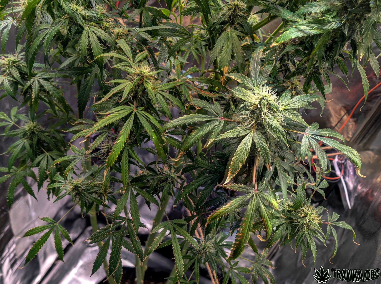 large.after_flush_day_3.jpg.c5ecb0cccdea