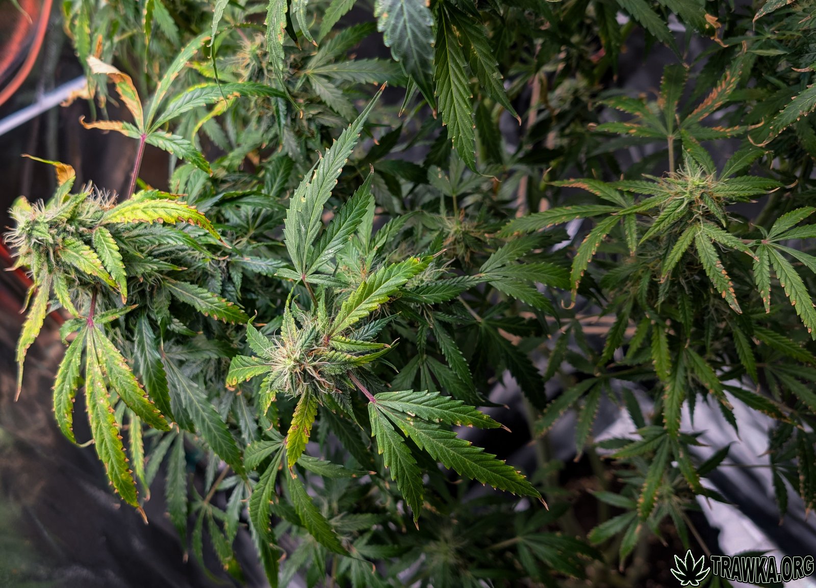 large.after_flush_day_4.jpg.05e252811a0e