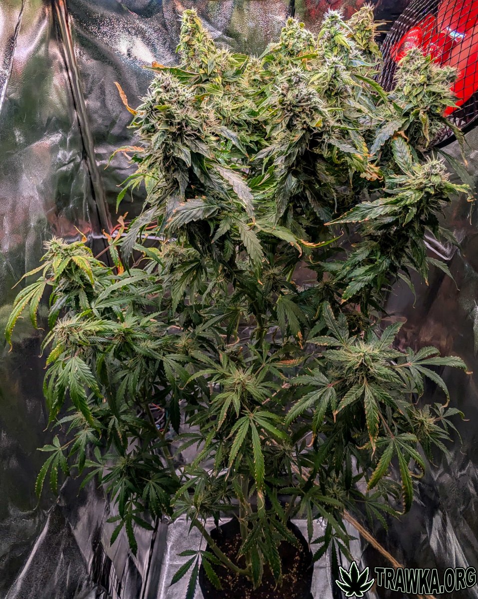 large.after_flush_day_5.jpg.cebfa058ccb5