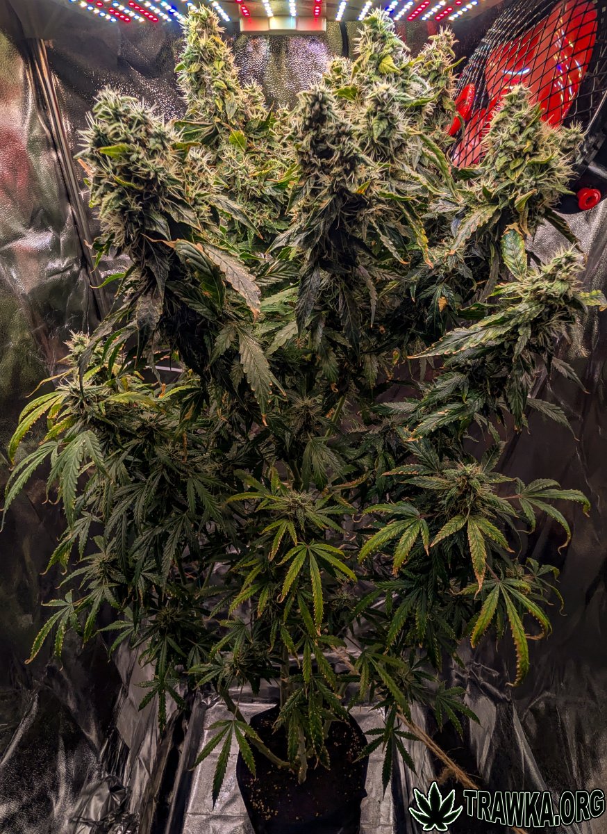 large.all_1.jpg.267f9fc876418e3d26530c27