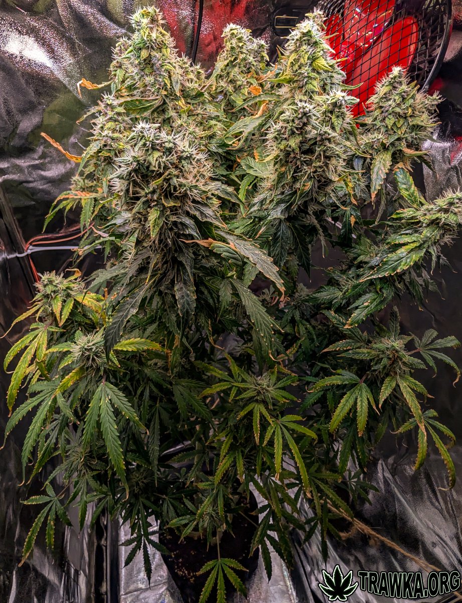 large.all_2.jpg.6c8934de2c6aa5f29491ca5e