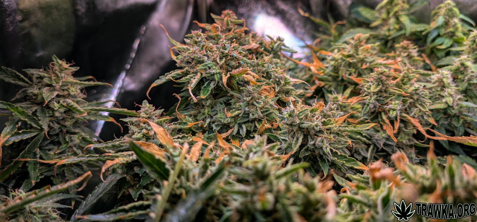 large.all_top_left.jpg.e5d5355289b119d69