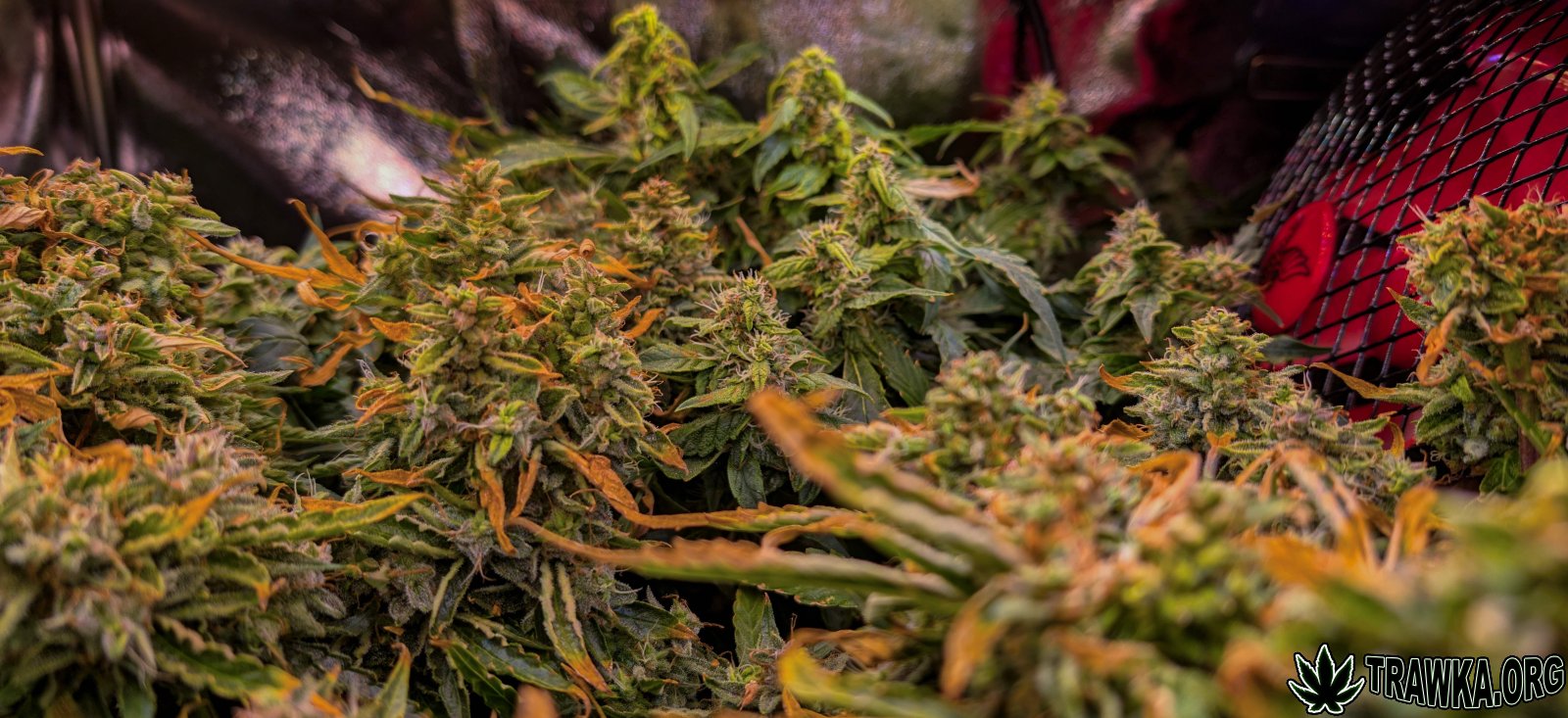 large.all_top_mid_back.jpg.c178e58e86f4d