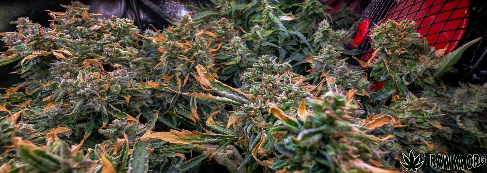 large.all_top_right.jpg.8ac7bee94e4d9d8b