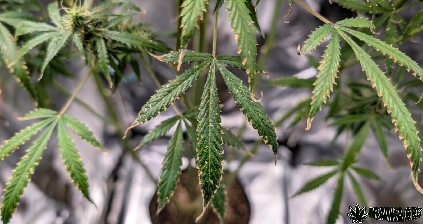 large.problem_1.jpg.9df657ef3b33c7199eb8