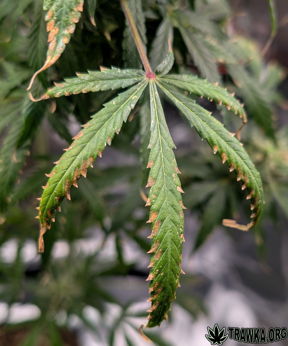 large.problem_2.jpg.aba02d7818220313b1c3